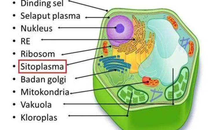 Visualisasi struktur sel tumbuhan dengan label organel