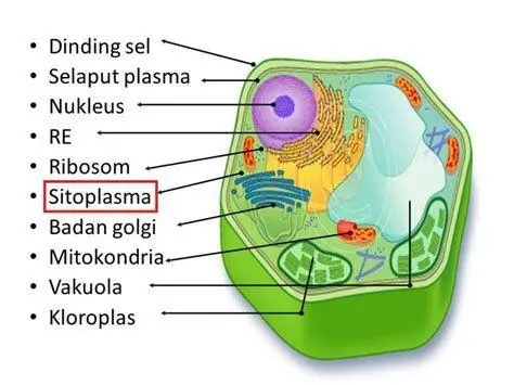 Diagram Struktur Sel Tumbuhan Visualisasi struktur sel tumbuhan dengan label organel