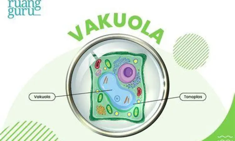 Tampilan mikroskopis vakuola pusat sel tumbuhan