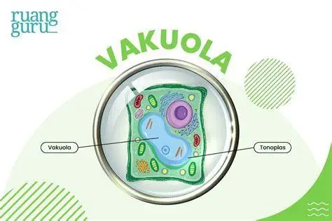 Vakuola Pusat Sel Tumbuhan Tampilan mikroskopis vakuola pusat sel tumbuhan