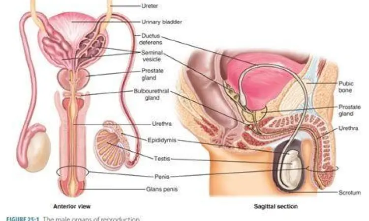 Diagram mekanisme hormon testosteron pada pria