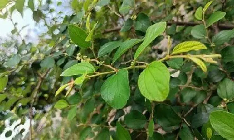 struktur kandungan nutrisi daun bidara