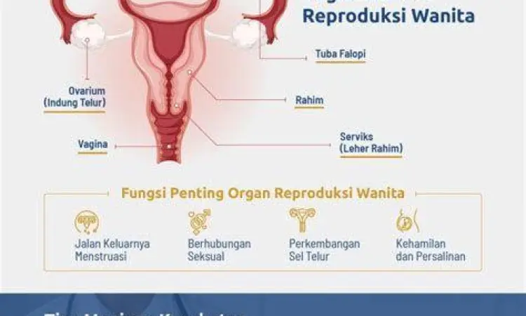 Ilustrasi keseimbangan pH area kewanitaan