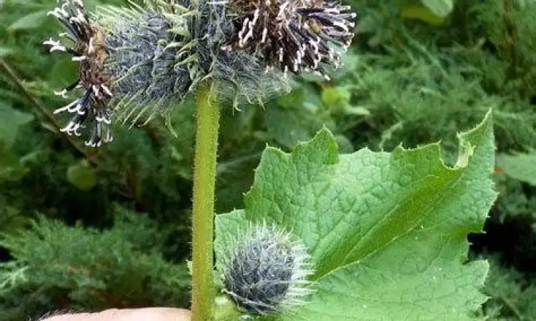 Tanaman Saussurea lappa qusthul hindi di pegunungan