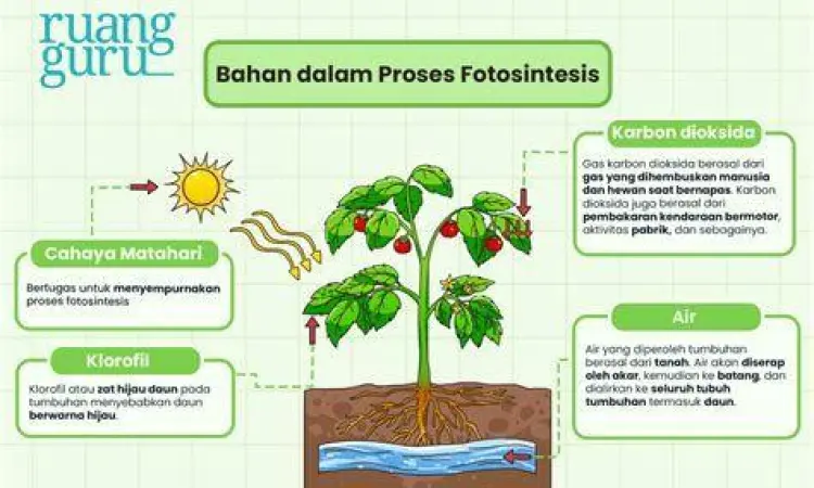 Ilustrasi mekanisme fotosintesis pada struktur daun