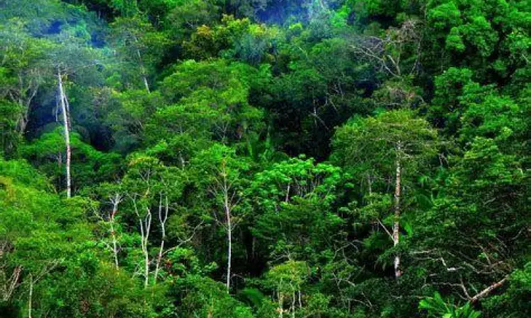 Hutan hujan tropis sebagai produsen oksigen terbesar