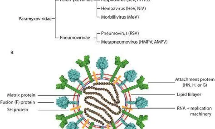 Transmisi Virus Gondongan Ilustrasi penyebaran virus paramyxovirus melalui udara