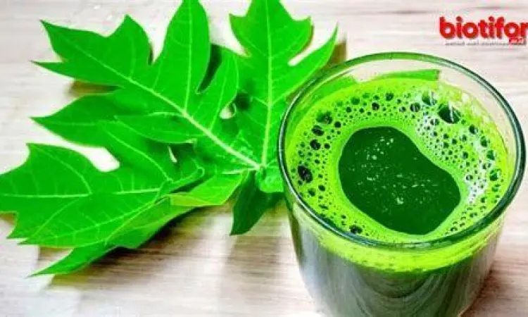 Ekstrak jus daun pepaya untuk pengobatan alami