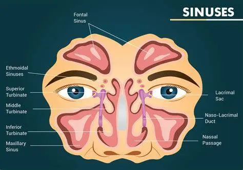 Anatomi Sinus Anatomi sinus paranasal pada manusia