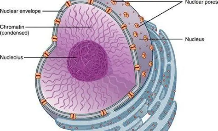 Struktur nukleus dalam sel hewan