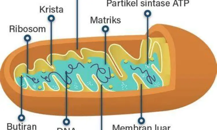 Mitokondria dan Badan Golgi dalam gambar sel hewan