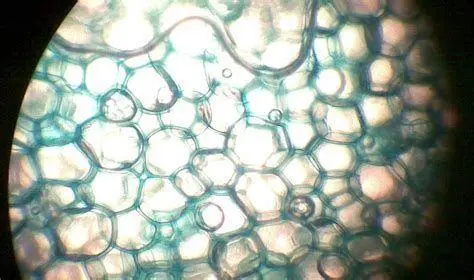 Sel Hewan 3D Visualisasi 3D sel hewan hasil mikroskop elektron