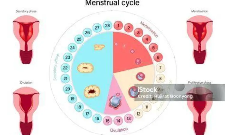 grafik siklus ovulasi untuk cara bikin anak