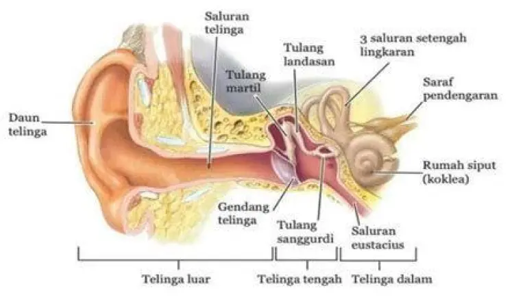 Anatomi telinga dalam yang memicu tinnitus