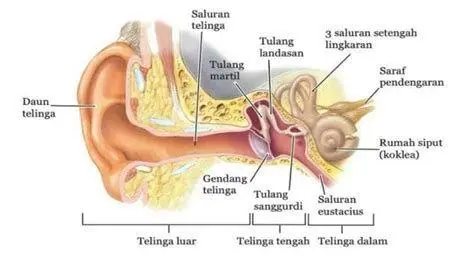 Anatomi Telinga Manusia Anatomi telinga dalam yang memicu tinnitus