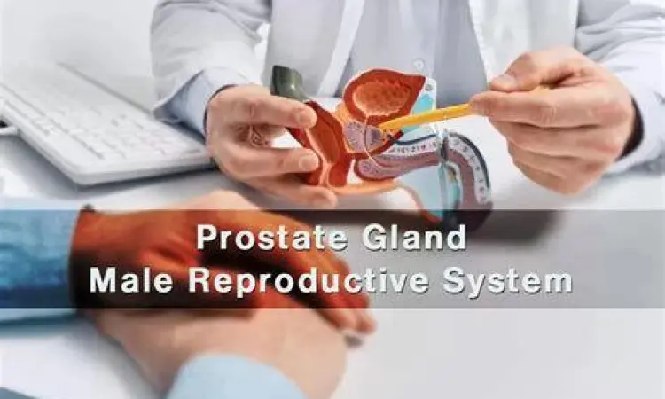 Fungsi kelenjar prostat dalam sistem reproduksi pria
