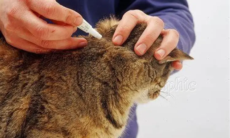 Aplikasi Obat Spot-on Cara mengaplikasikan obat kutu tetes pada tengkuk kucing