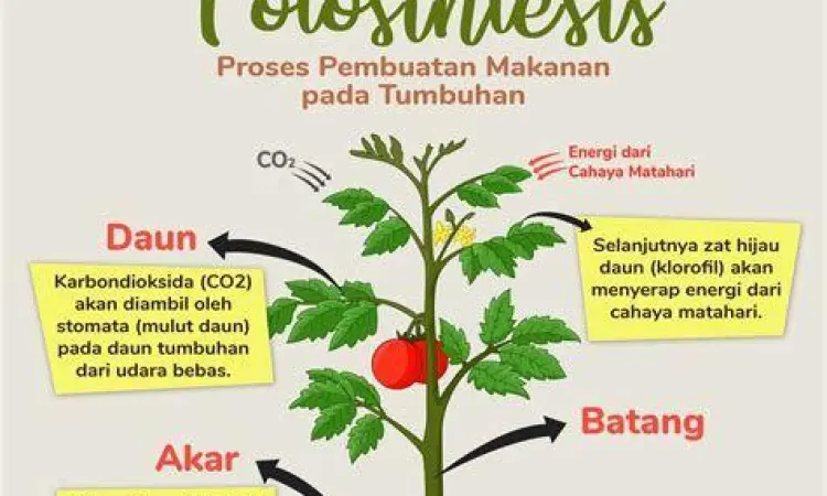 Proses fotosintesis pada tumbuhan sebagai ciri makhluk hidup