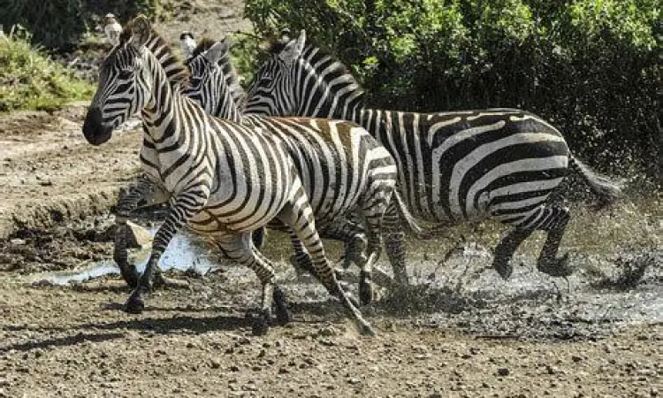 Hewan Bergerak Aktif Interaksi hewan dengan lingkungan sebagai ciri makhluk hidup