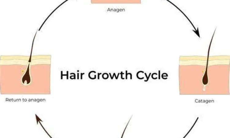 Diagram siklus pertumbuhan rambut manusia