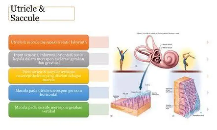Diagram sistem vestibular manusia penyebab vertigo