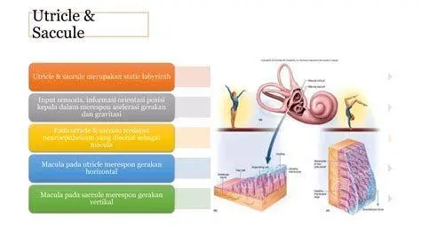 Sistem Vestibular dan Keseimbangan Diagram sistem vestibular manusia penyebab vertigo