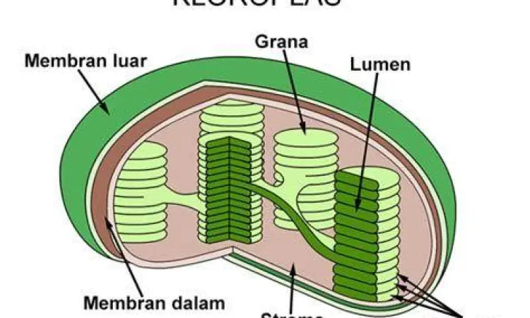 Kloroplas Sel Tumbuhan Struktur mikroskopis kloroplas pada sel tumbuhan