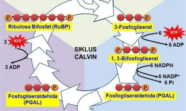 Siklus Calvin Fotosintesis Diagram rinci siklus calvin dalam reaksi gelap