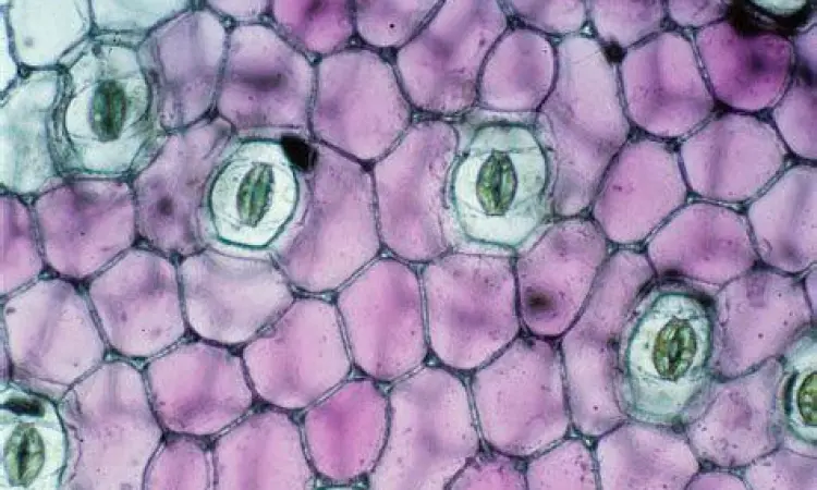 Stomata Daun Penampakan stomata daun di bawah mikroskop