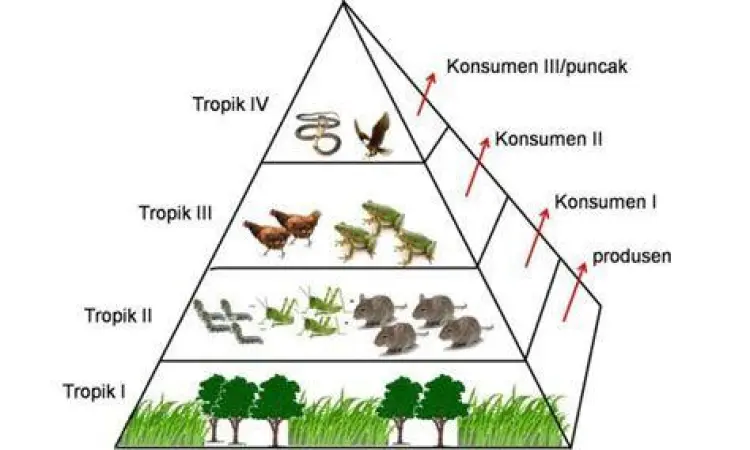 Diagram Komponen Ekosistem Diagram komponen produsen konsumen dan pengurai