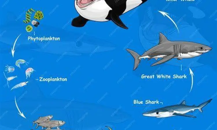Rantai Makanan Laut Rantai makanan laut dari fitoplankton ke predator puncak