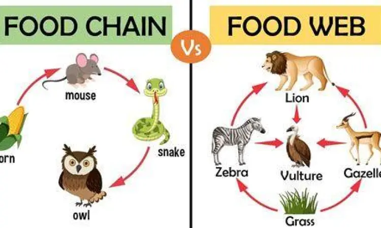 Rantai vs Jaring Makanan Perbedaan antara rantai makanan dan jaring-jaring makanan