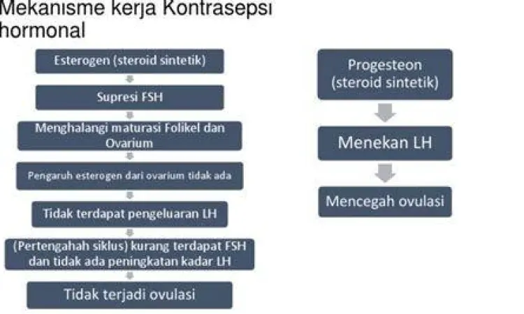 Mekanisme Kontrasepsi Hormonal Ilustrasi mekanisme kerja kontrasepsi hormonal pada ovarium