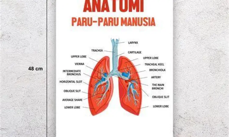 Struktur Paru-Paru Anatomi detail organ paru-paru manusia