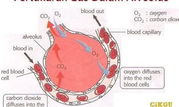 Difusi Gas Alveolus Mekanisme difusi oksigen di alveolus