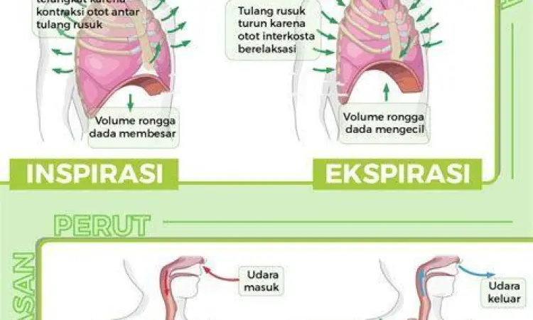 Perbedaan pernapasan dada dan perut