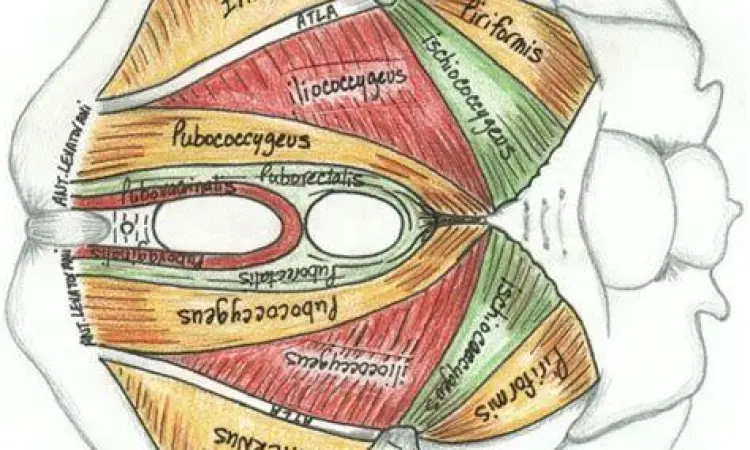 Diagram anatomi otot dasar panggul manusia