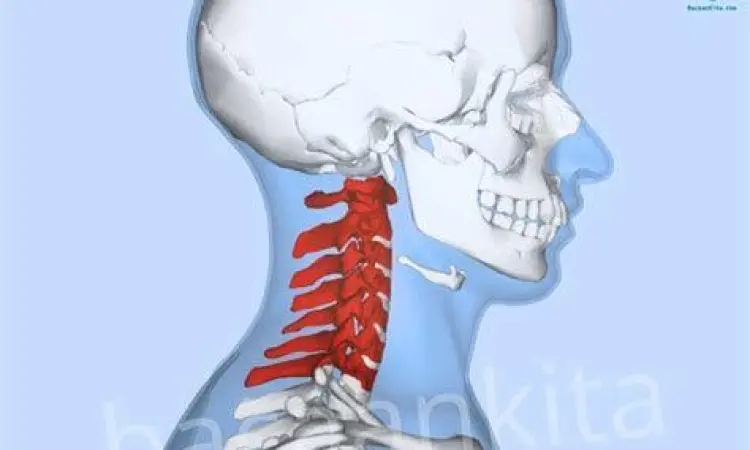 Struktur anatomi tulang belakang leher manusia