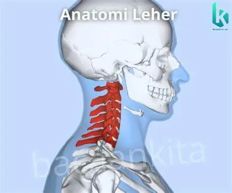 Anatomi Leher Belakang Struktur anatomi tulang belakang leher manusia