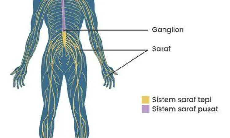 Ilustrasi sistem saraf manusia yang sehat
