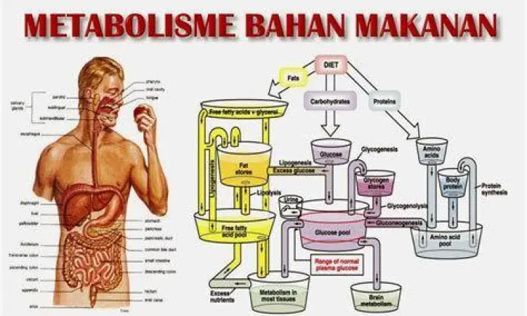 Diagram metabolisme energi dalam sel