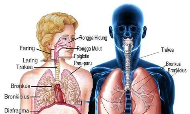 Anatomi saluran pernapasan yang teriritasi