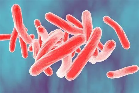 Bakteri Mycobacterium Tuberculosis Visualisasi bakteri Mycobacterium tuberculosis penyebab TBC