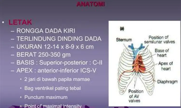Anatomi Jantung dalam Dada Diagram anatomi letak jantung manusia di mediastinum