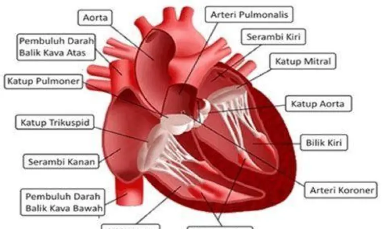 Perbandingan otot ventrikel kiri dan kanan